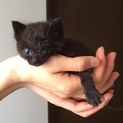 目にハンデあり ヨークチョコレート似のおチビちゃん