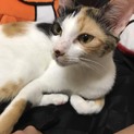 雑種猫 里親募集です