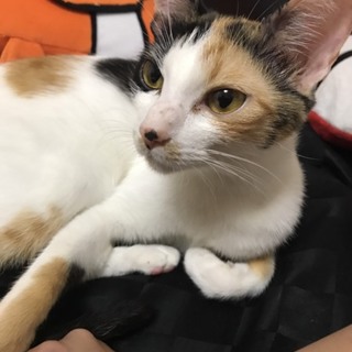 雑種猫 里親募集です