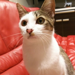 サバトラ君里親さん募集中