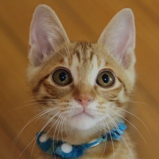 大きな瞳のアイドル系茶トラボーイ・ナッツ♪　