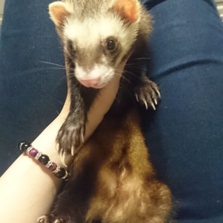 フェレット里親募集