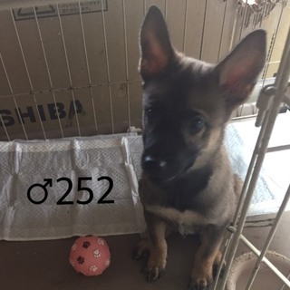 ♂252 里親募集です！