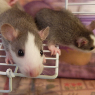 ファンシーラット　7/1生まれ　　