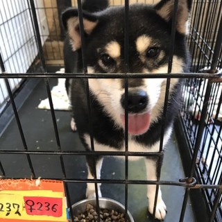 ♀297 里親募集です！