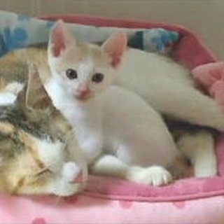 優しくておとなしい置き去り猫・百音ちゃん