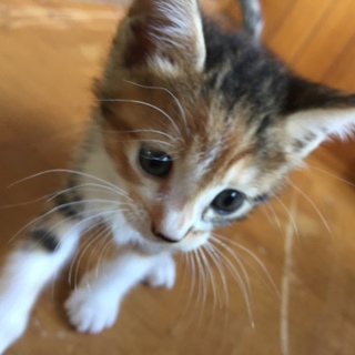 子猫もらってくれる人募集