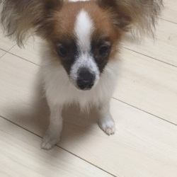 鎌倉譲渡会＠ペトン鎌倉 サムネイル1