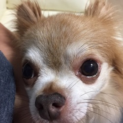 鎌倉譲渡会＠ペトン鎌倉 サムネイル2