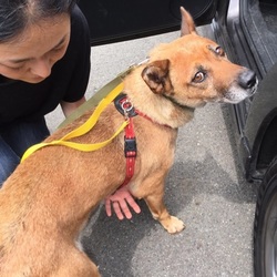 鎌倉譲渡会＠ペトン鎌倉 サムネイル3