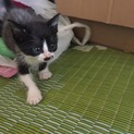 子猫いりませんか