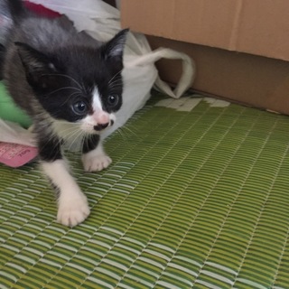 子猫いりませんか