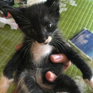 子猫いりませんか