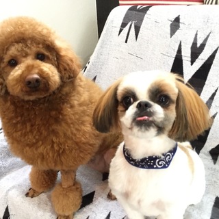 一旦取り止めさせて頂きます