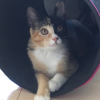 ステキな"ひざ猫"ミケちゃん3ヶ月