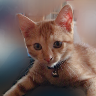 茶トラの男の子