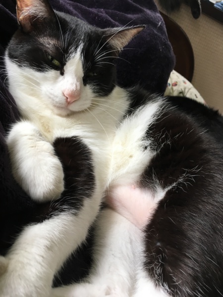 ハチワレツンデレ美熟女いとちゃん8歳 サムネイル6