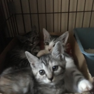 プリティ麦わら猫♀2ヶ月