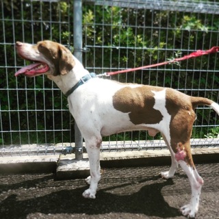 足に腫瘤がある元気一杯なポインターの男の子