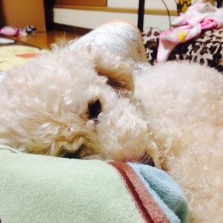 東大阪市にて里親募集です。