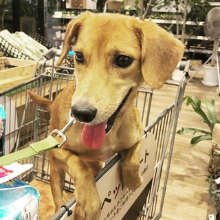 大人しくてお利口さんなビーグルMIX★ボニー