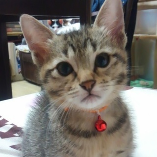 賢い女の子、ひじきちゃん