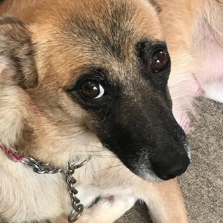 性格はなまる◎人懐っこくて愛嬌のある母犬「けやき」