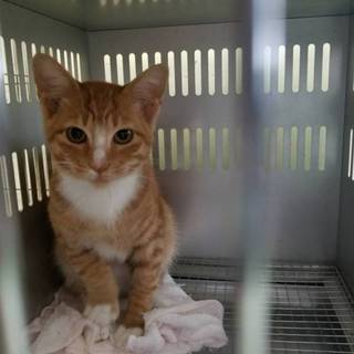 保健所収容の子です！助けてあげて下さい！