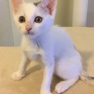 白キジ子猫ちゃん