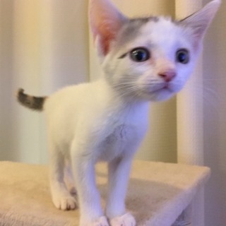 白キジ子猫ちゃん