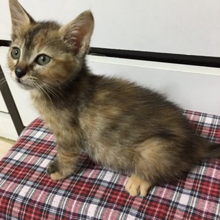 サビ子猫ちゃん