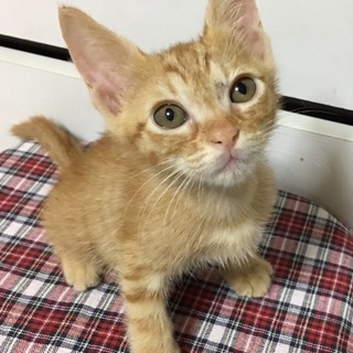 茶トラ子猫ちゃん