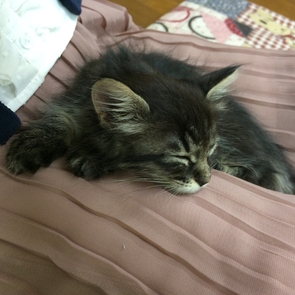 ユーリのカバー写真