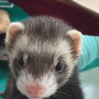 募集一時停止します。