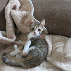 テンちゃん明日お試しにお届け