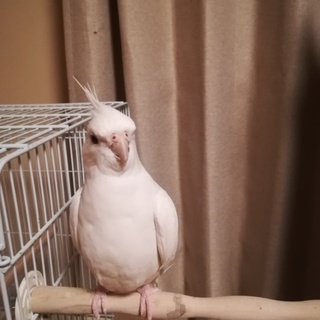 白いオカメインコです