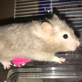 【至急】ゴールデンハムスター、ロボの里親さん