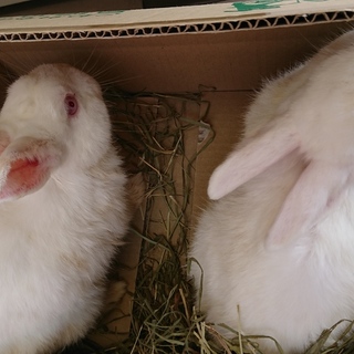 優しい里親さん決まりました。