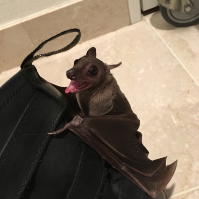 ぽっぽ0375868のカバー写真