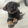保健所からレスキューした子犬⑥ サムネイル2