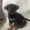 保健所からレスキューした子犬⑥ サムネイル4