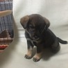 保健所からレスキューした子犬⑥ サムネイル5