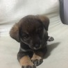 保健所からレスキューした子犬⑥ サムネイル6