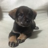 保健所からレスキューした子犬⑥ サムネイル7