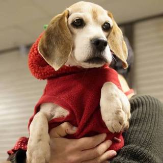 お膝が大好き！ビーグルのカーラちゃん♀