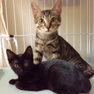 ３か月半のキジトラ兄弟（去勢手術済み）