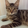 ３か月半のキジトラ兄弟（去勢手術済み） サムネイル2