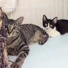 ３か月半のキジトラ兄弟（去勢手術済み） サムネイル4