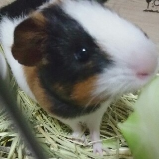 里親決まりました！