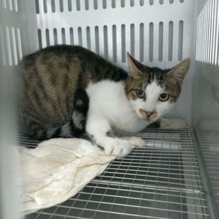 綺麗なキジトラ白の男の子☆期限9月13日朝迄